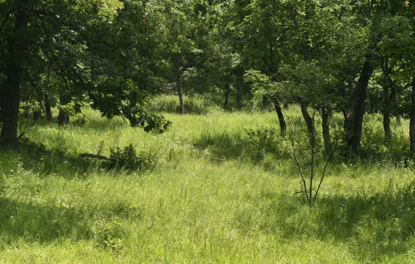 Природа, Трава, Деревья, Лес, Nature, Grass, Forest, Trees