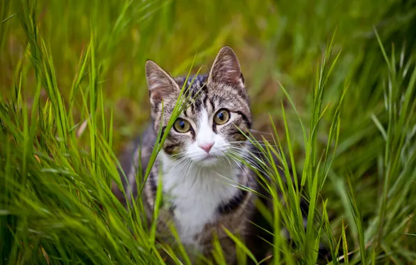 Зелень, кошка, трава, кот, взгляд, природа, котенок, поляна