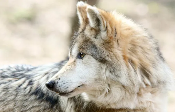 Nature, face, animal, wolf, wildlife, head, fur, mammal