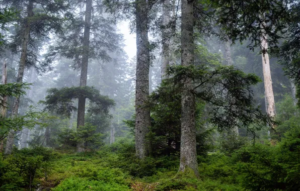 Лес, деревья, природа