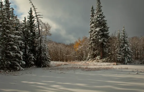 Картинка зима, снег, деревья, тучи, ель, хвойные