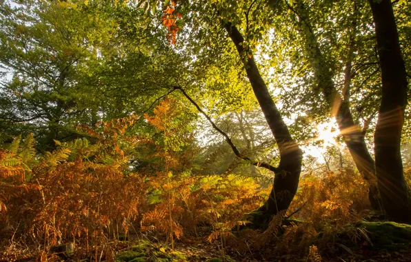 Картинка осень, трава, солнце, деревья