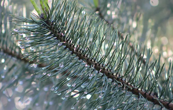 Green, tree, pine, twig