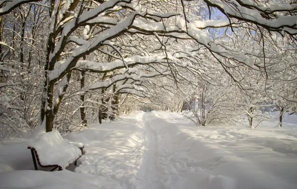 Картинка зима, лес, снег, парк, аллея, снегопад