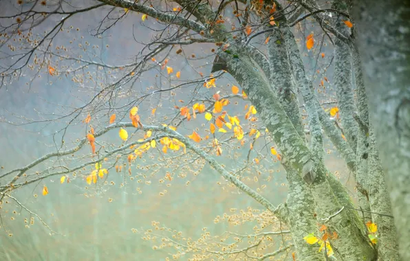 Осень, листья, деревья, туман, дымка