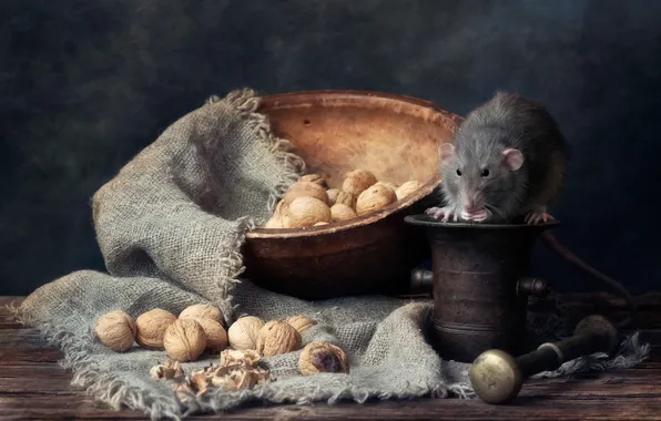 Картинка орехи, крыса, пестик, ступка