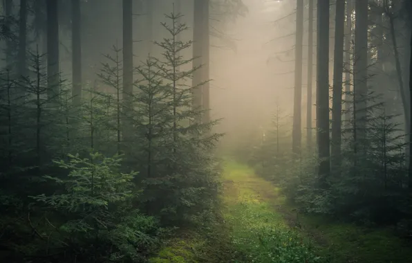 Картинка дорога, лес, деревья, туман, Германия, ели, Germany, Баден-Вюртемберг
