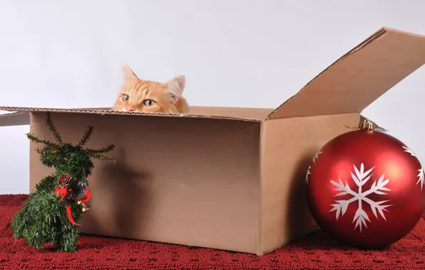 Картинка кошка, праздник, коробка, игрушки