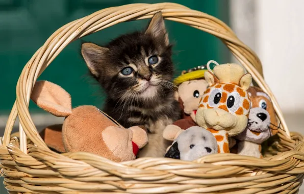 Корзина, игрушки, котёнок