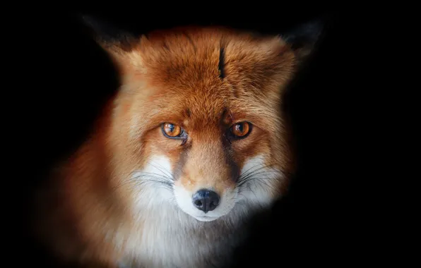 Fox, look, Олег Богданов