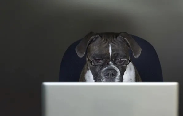 Картинка собака, очки, ноутбук