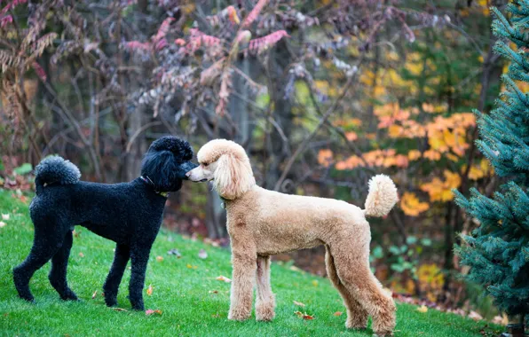 Картинка standard, poodle, face-off