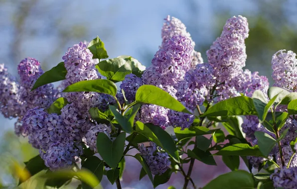Картинка листья, свет, цветы, ветки, весна, цветение, сирень, соцветие