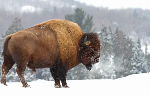 Картинка winter, snow, animal, animal themes, cold temperature, american bison
