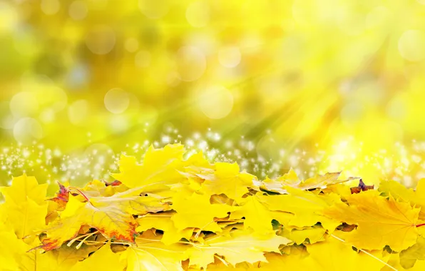 Листья, солнце, лучи, желтые, colorful, autumn, leaves, осенние
