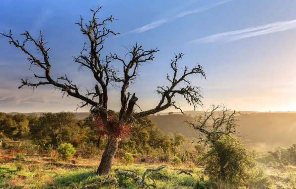 Деревья, пейзаж, утро