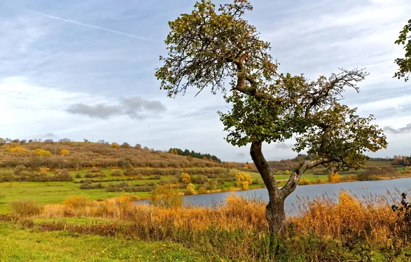 Картинка осень, трава, деревья, река, Германия, холм, кусты, Schalkenmehren
