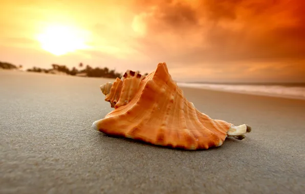 Картинка песок, море, пляж, ракушка