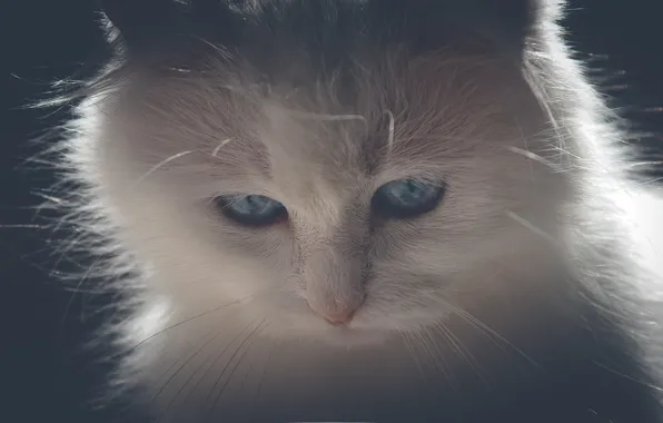 Белый, усы, свет, кошки, киса