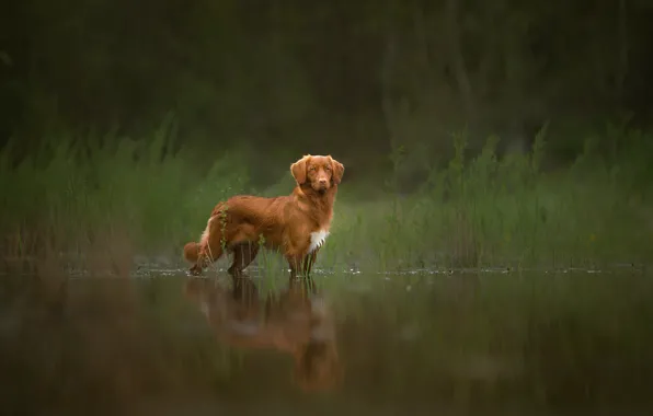 Отражение, рыжий, пёс, Spring Memories