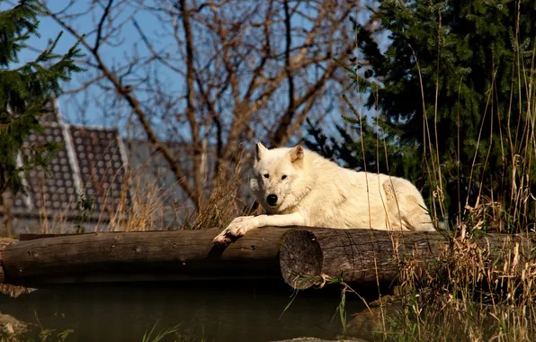 Картинка Animals, Arctic Wolf, Metro Toronto Zoo