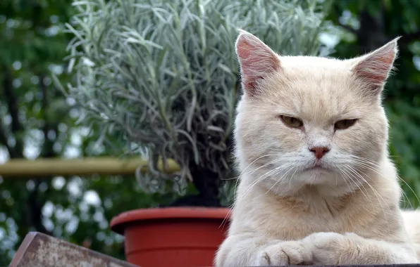 Кошка, взгляд, фон