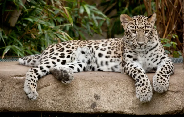 Картинка кошка, камень, леопард, персидский