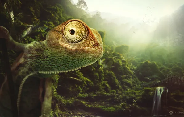 Картинка природа, хамелеон, животное, desktopography, chameleon