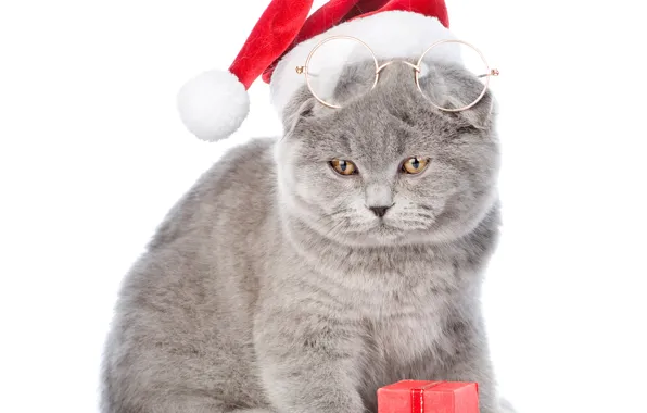 Кот, шапка, очки, Новый год, Christmas, cats