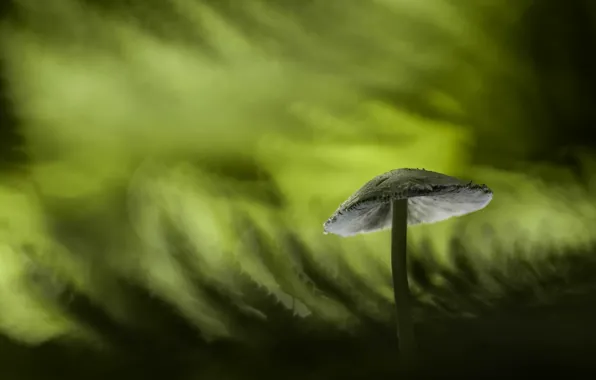 Картинка грибы, фон, природа