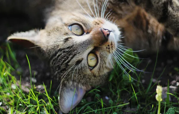Кошка, трава, кот, усы, взгляд, морда, крупный план, природа