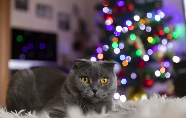 Картинка кот, новыйгод, елка гирлянды огни