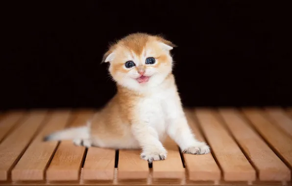 Кошка, взгляд, скамейка, поза, котенок, доски, лапки, малыш