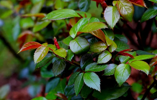 Spring, leaf, plant
