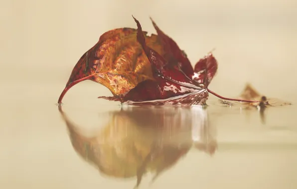 Water, autumn, leaves, reflection