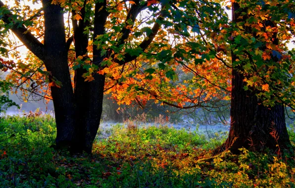 Осень, лес, трава, деревья, листва