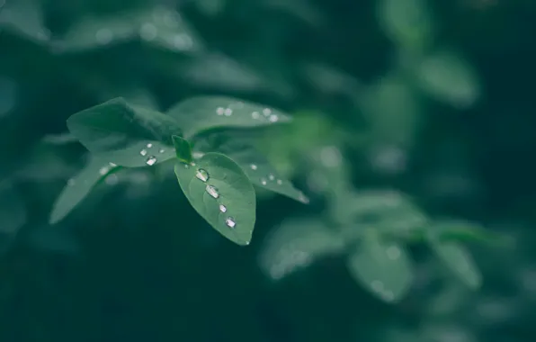 Картинка листья, макро, природа, роса, капли воды