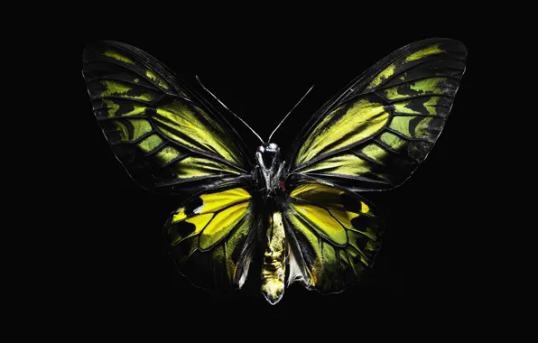 Картинка бабочка, черный, крылья
