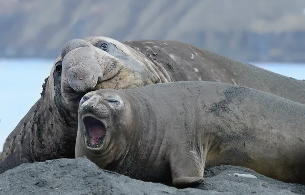 Картинка South Georgia, Elephant Seals Relaxing, Gold Harbor