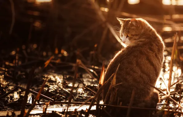 Картинка кошка, кот, взгляд, свет, природа, серый, фон, стебель