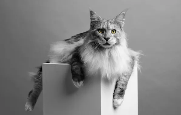 Кошка, кот, взгляд, морда, природа, поза, серый, лапы