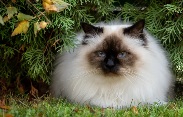 Осень, кошка, трава, кот, взгляд, листья, ветки, природа
