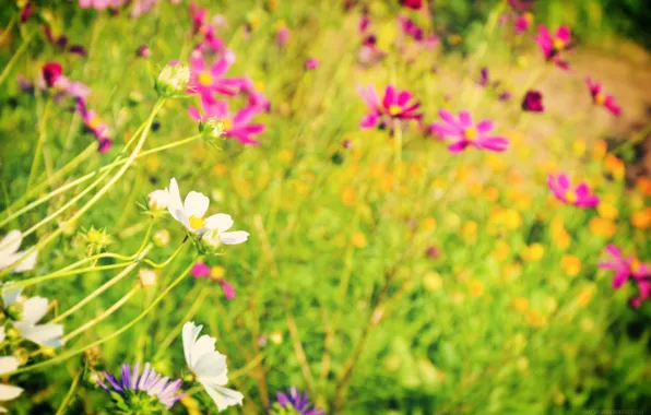Зелень, лето, цветы, мило, красиво, summer, flowers