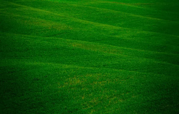 Зелень, поле, свежесть, природа, поля, травичка, трава травка