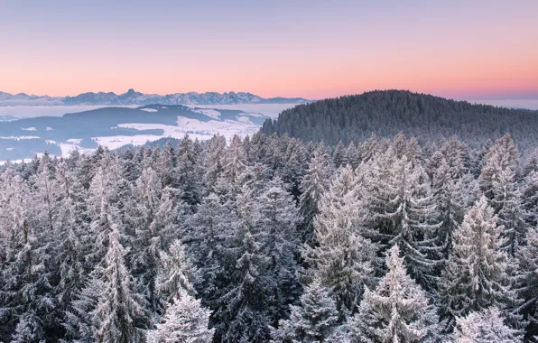Картинка зима, лес, природа, утро