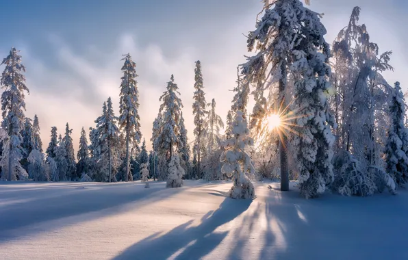 Картинка сугробы, снег, зима, деревья, лес