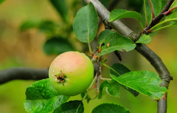 Apple, fruit, twig