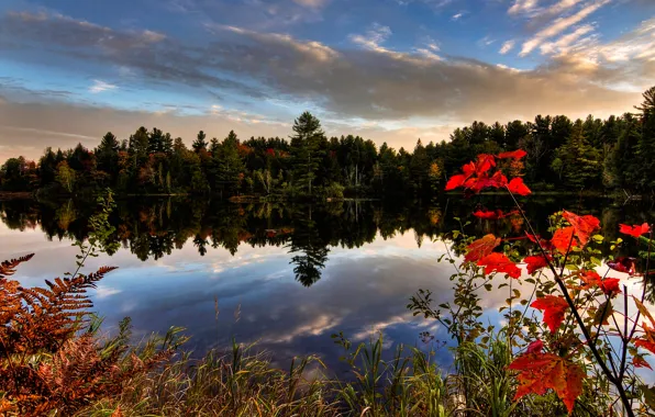 Лес, деревья, озеро, Канада, Quebec, Kingsbury