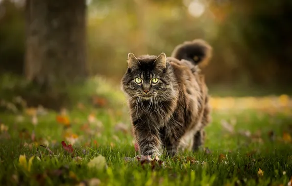 Осень, кошка, трава, кот, взгляд, природа, поза, парк