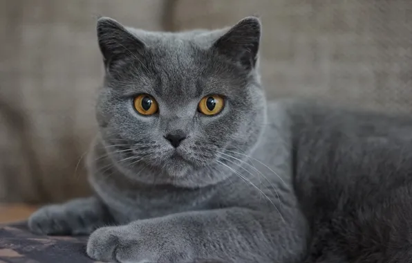Кошка, кот, взгляд, морда, серый, портрет, лежит, серый фон